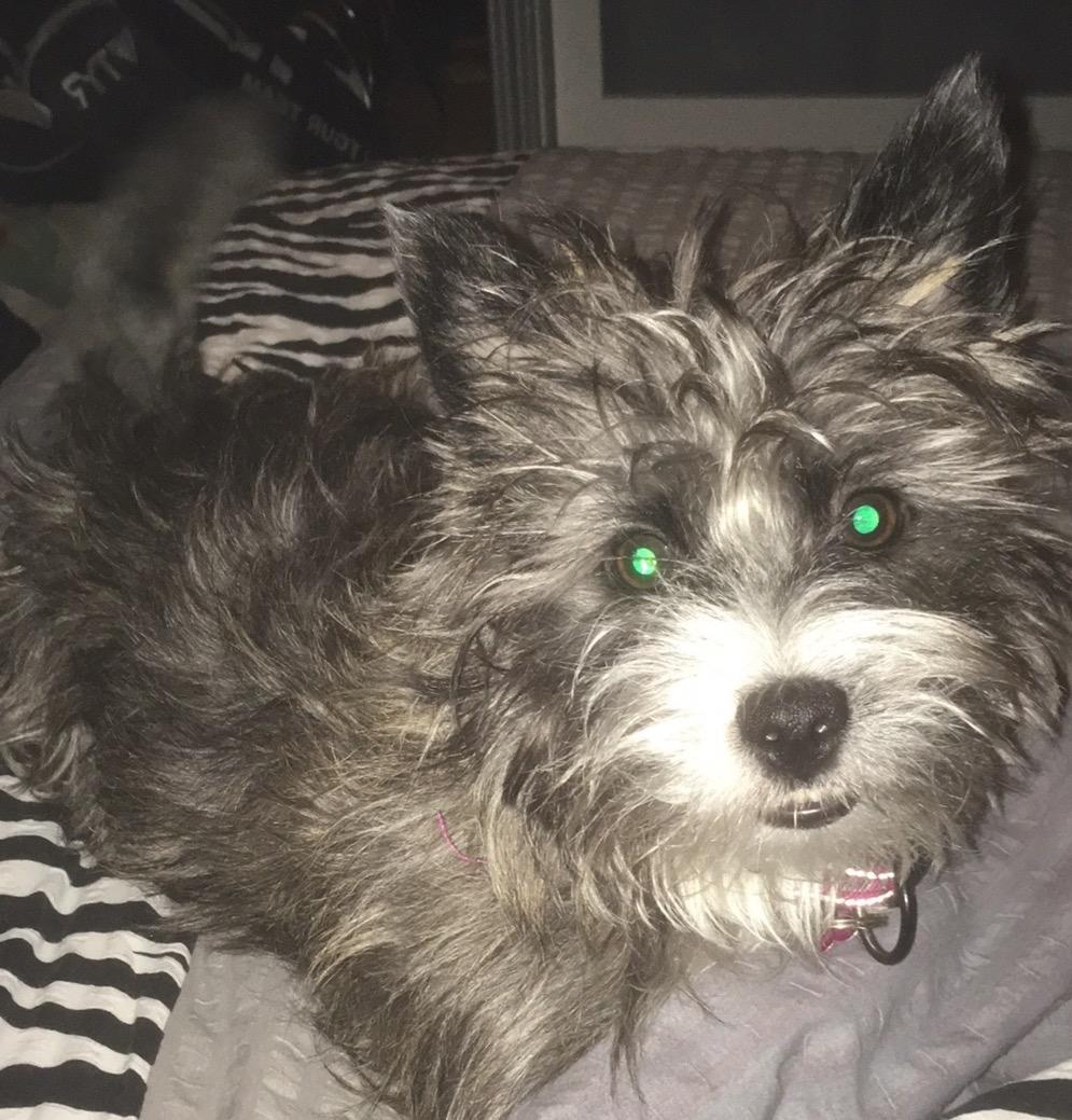 Blanding af racer Molly billede 6