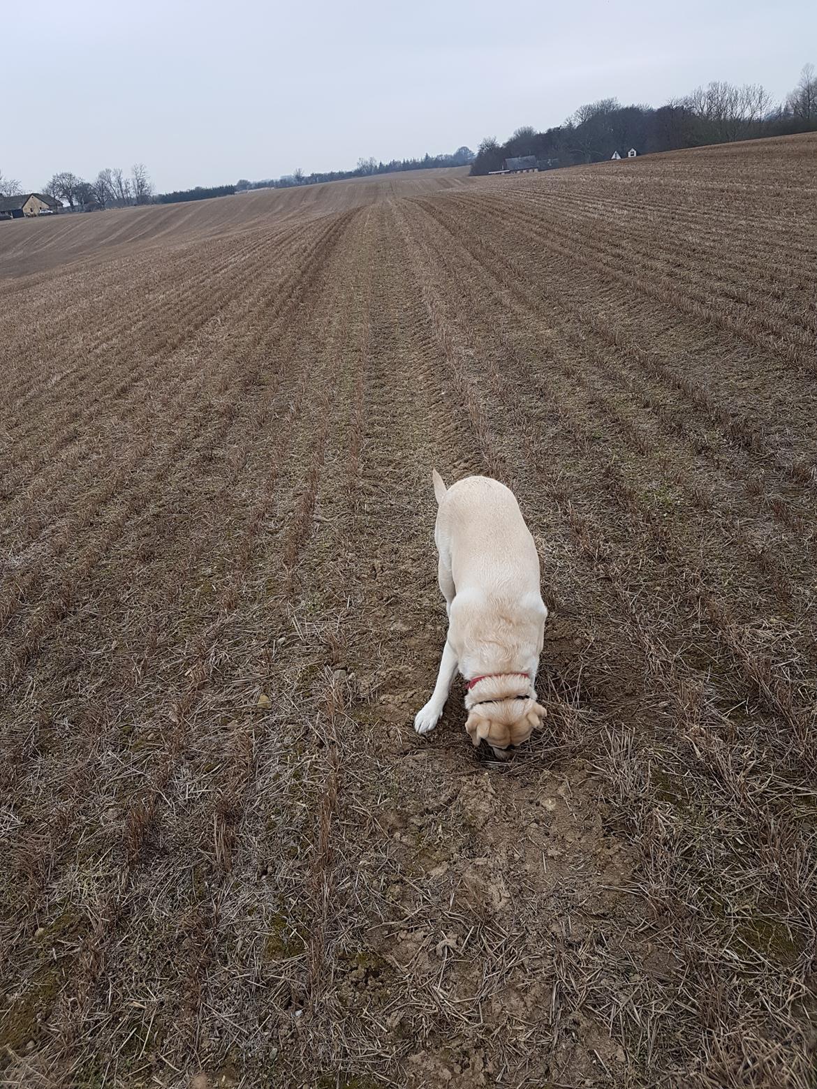 Labrador retriever tanja billede 21