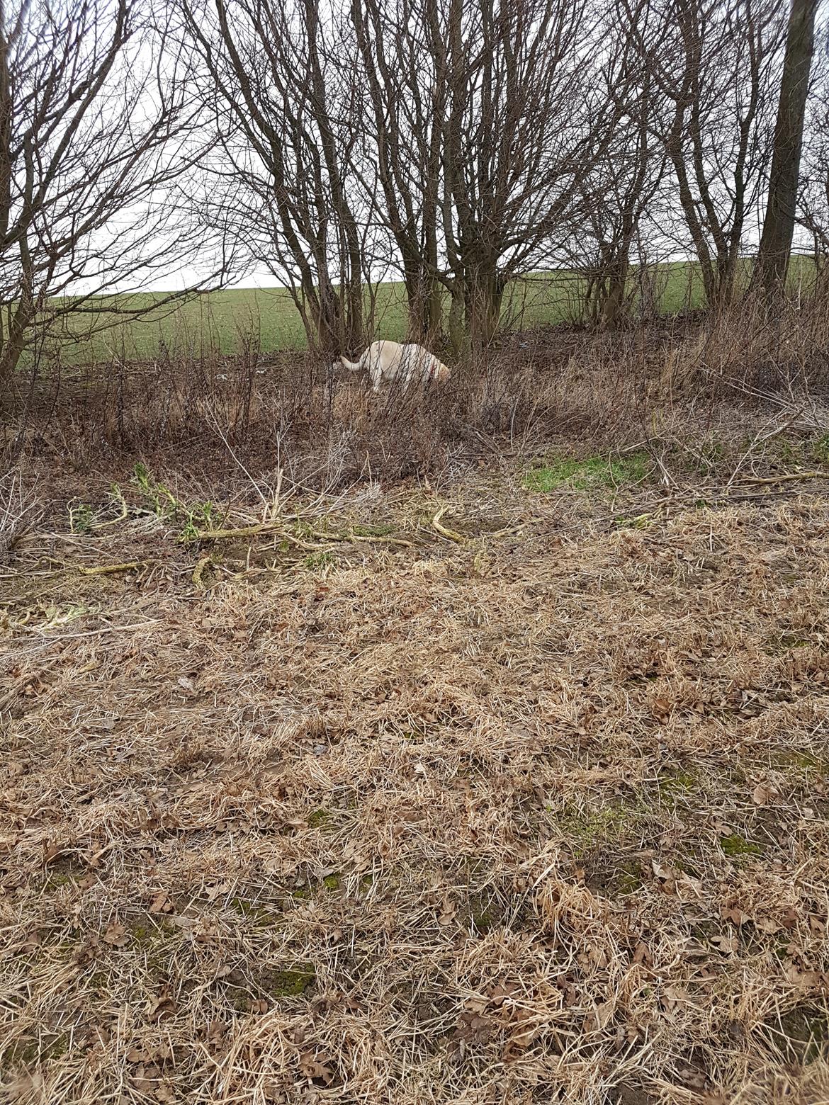 Labrador retriever tanja billede 22