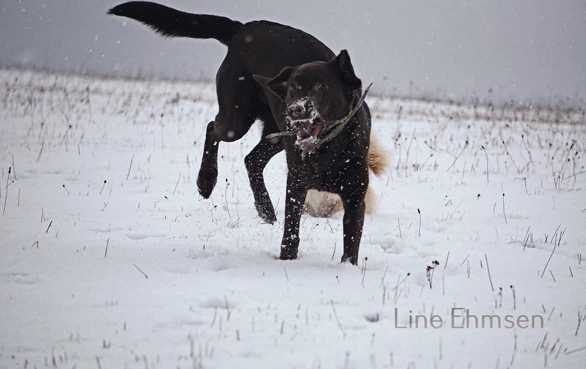 Labrador retriever Dumle billede 48