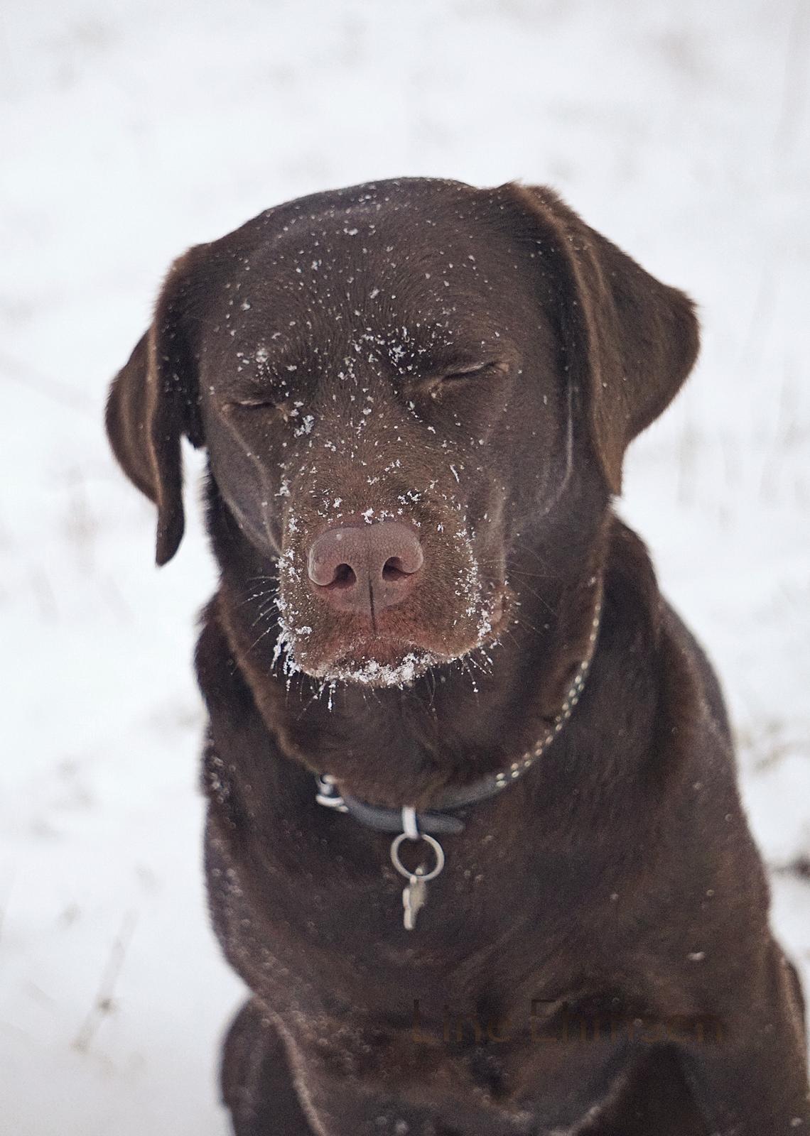 Labrador retriever Dumle billede 30