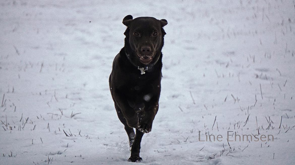 Labrador retriever Dumle billede 22