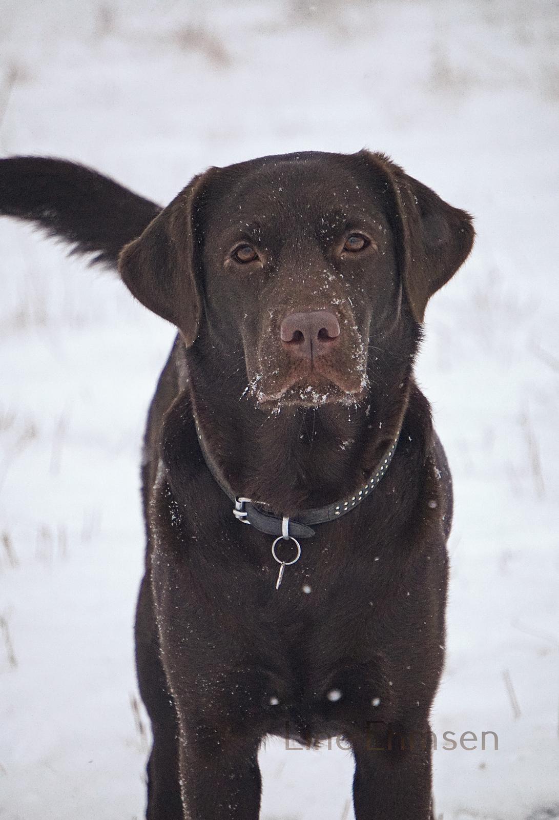 Labrador retriever Dumle billede 34