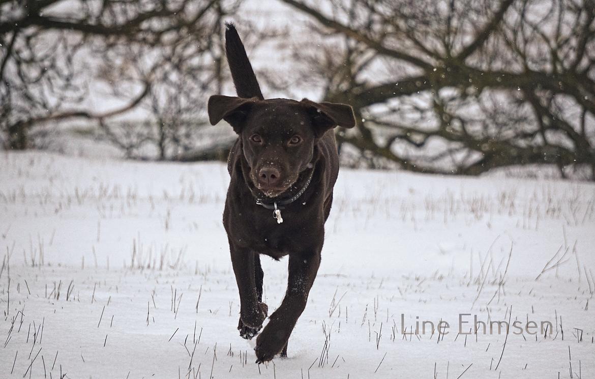 Labrador retriever Dumle billede 38