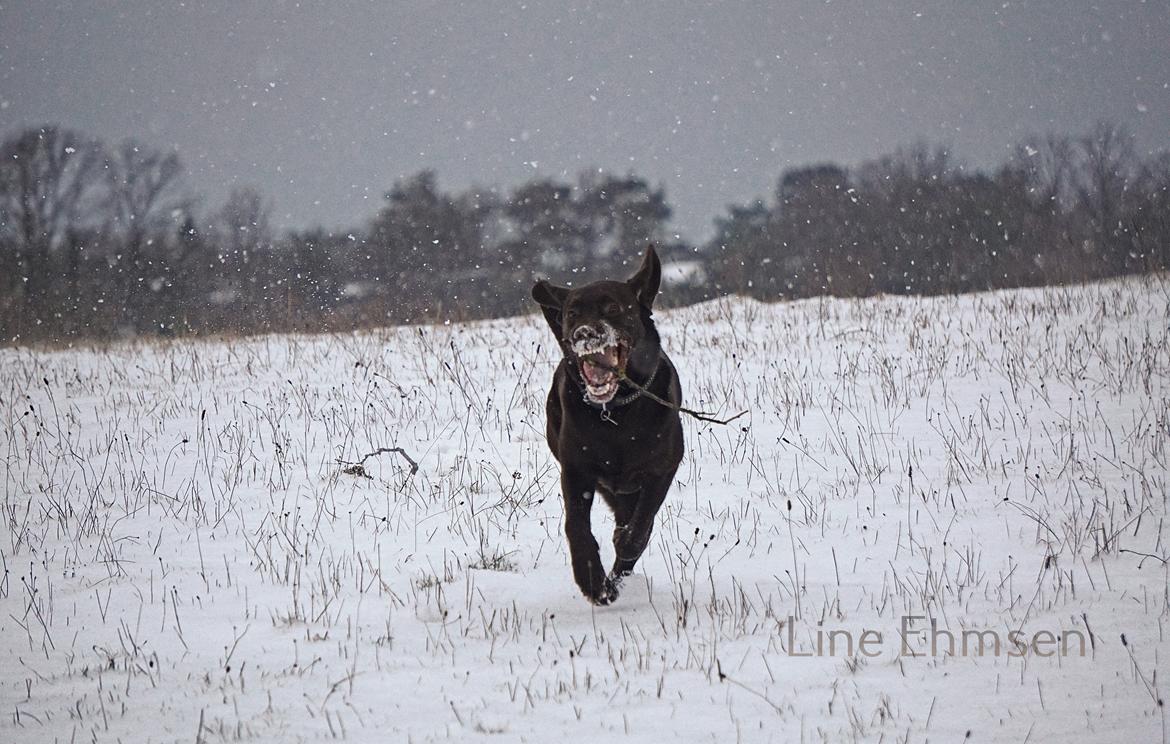 Labrador retriever Dumle billede 11