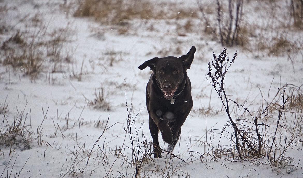 Labrador retriever Dumle billede 17