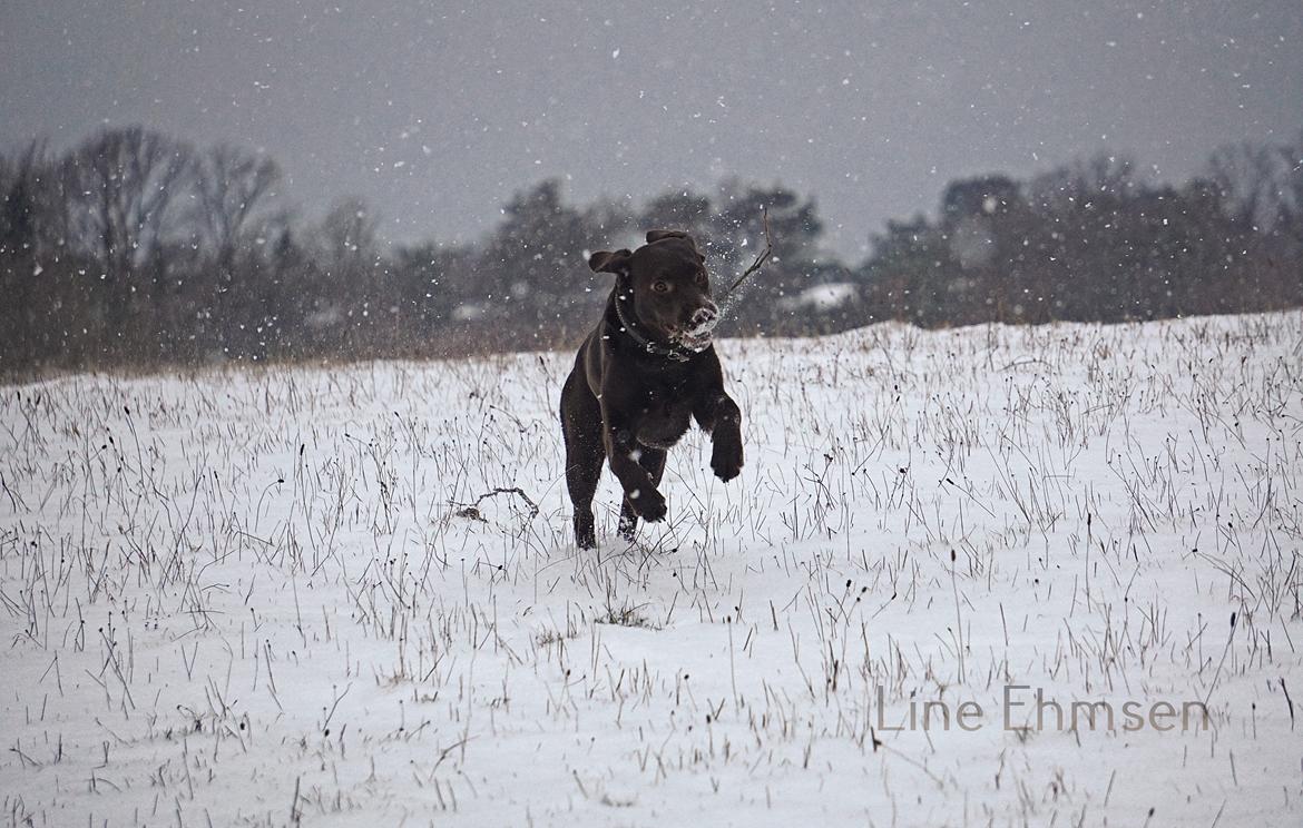 Labrador retriever Dumle billede 41