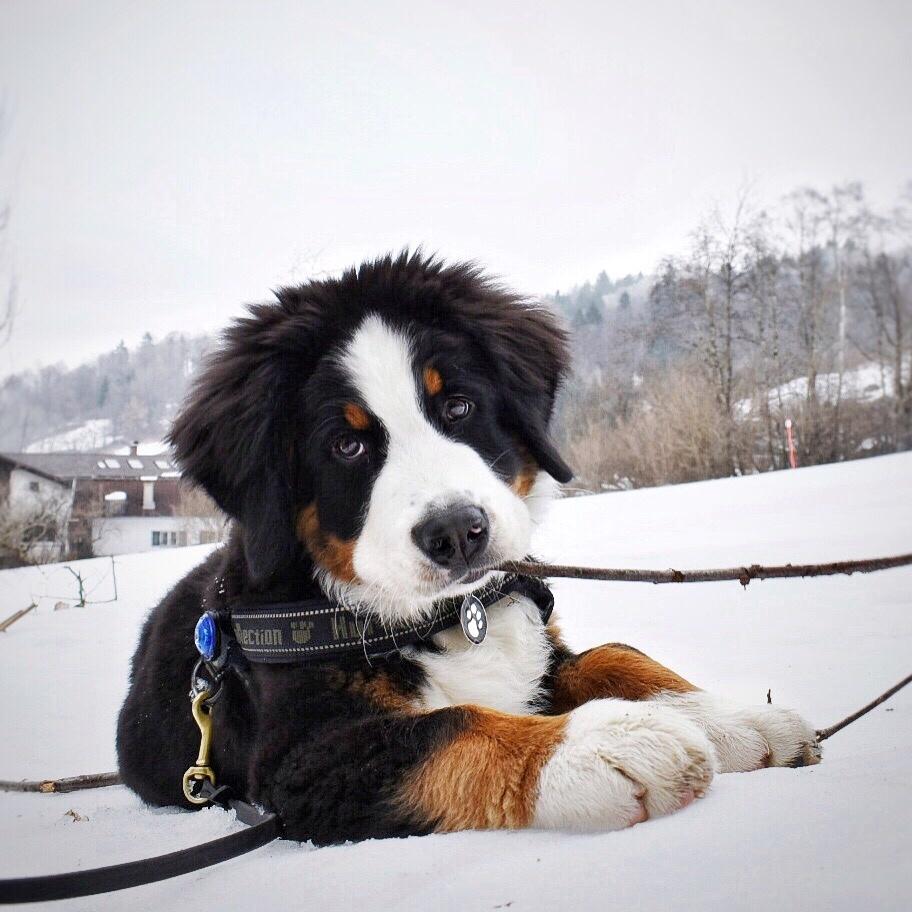 Berner sennenhund Lady Xiera's Teddy Bear (Leopold)  - Skiferie 2017 <3 Hans første udlandske tur  billede 21