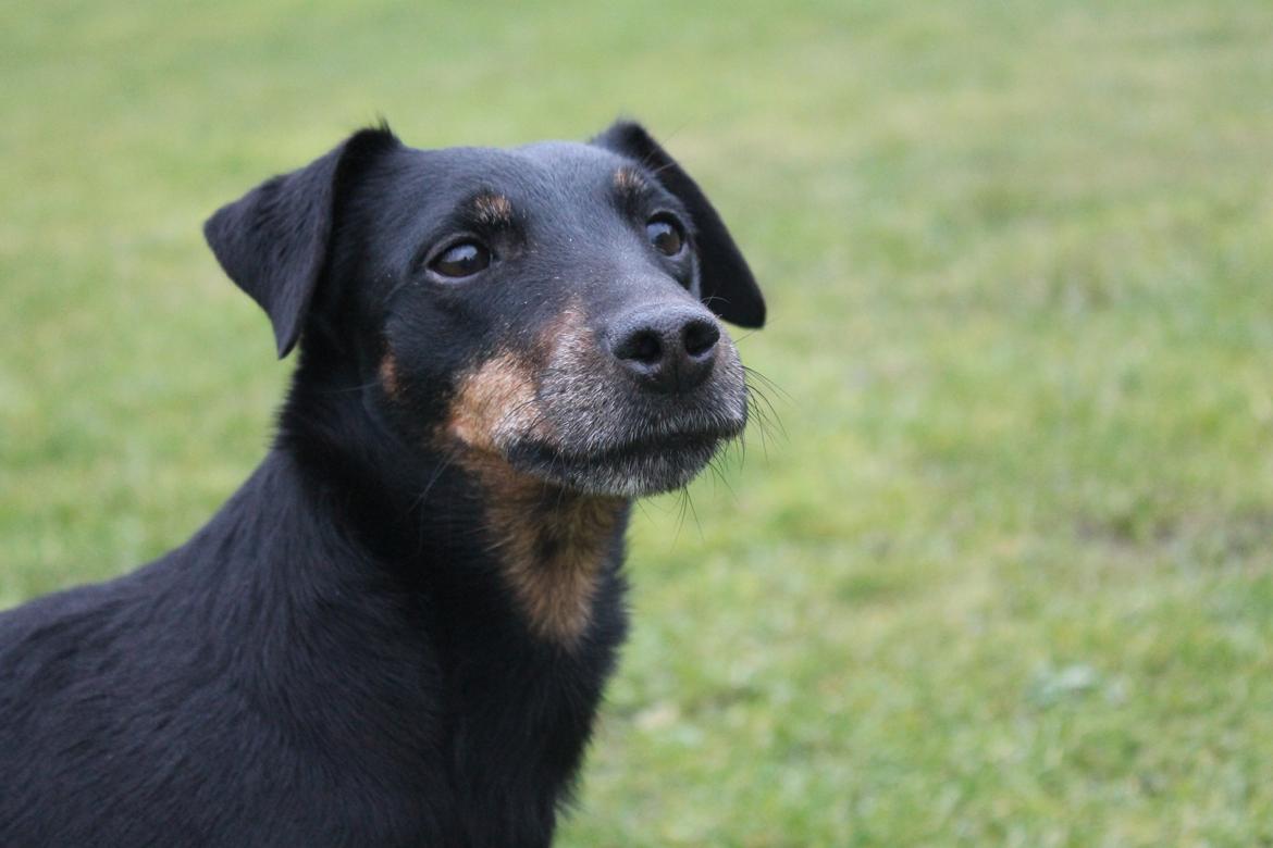 Tysk jagtterrier Alli billede 16