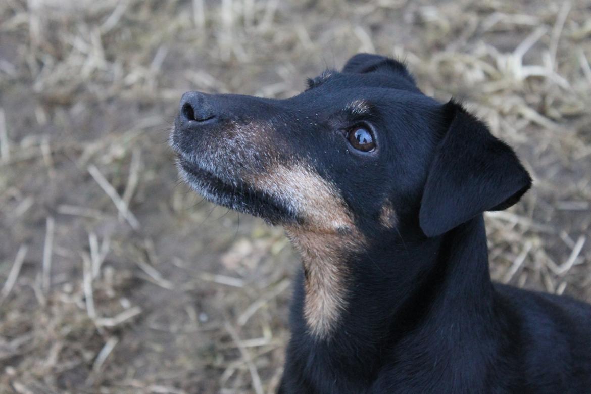 Tysk jagtterrier Alli billede 10