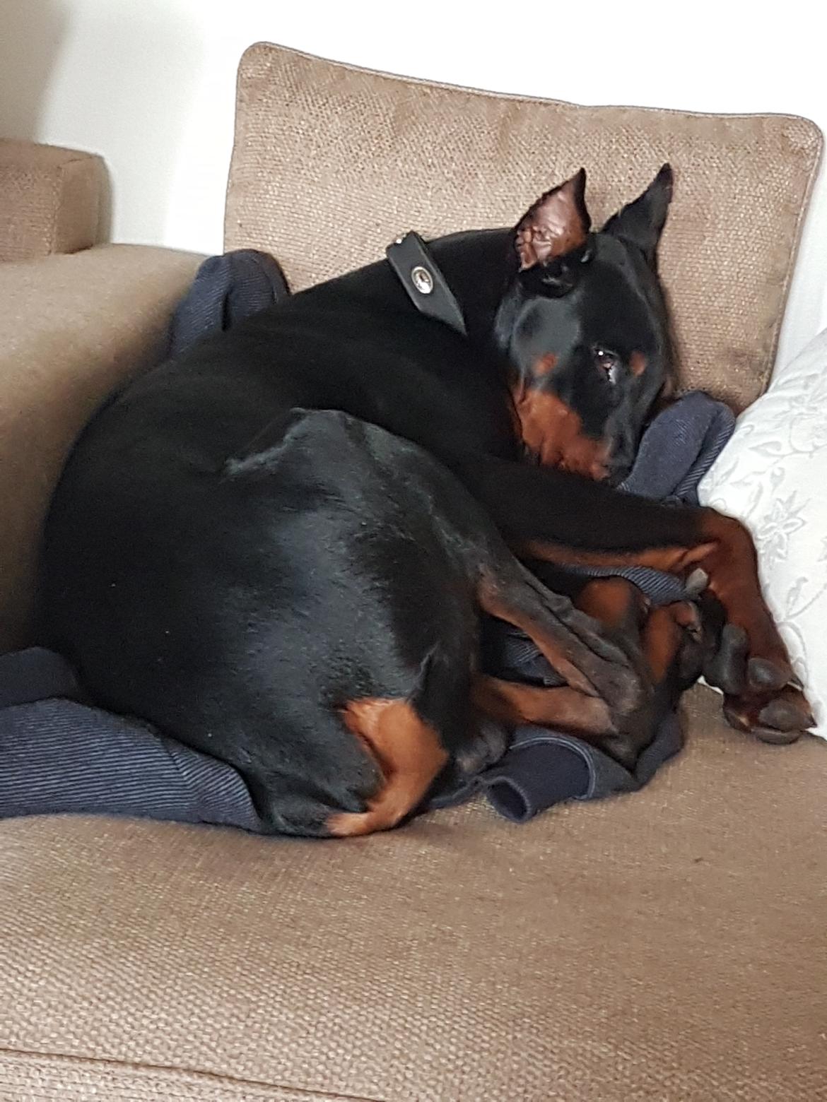 Dobermann Maestro Nero Di Altobello (Snoop) billede 12