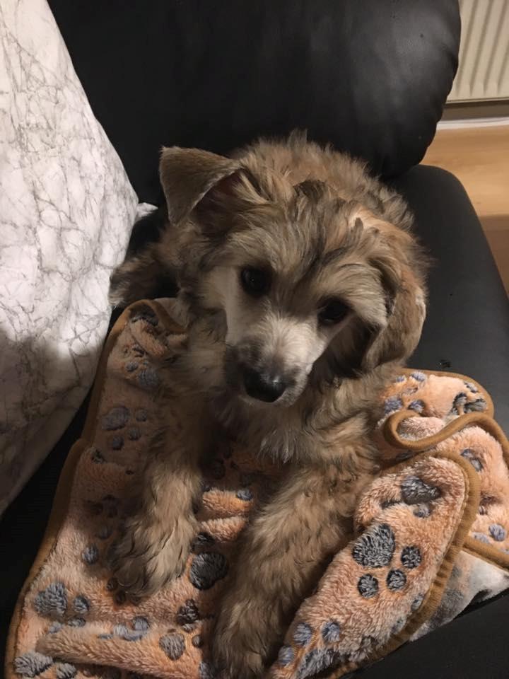 Chinese crested powder puff Kato billede 1