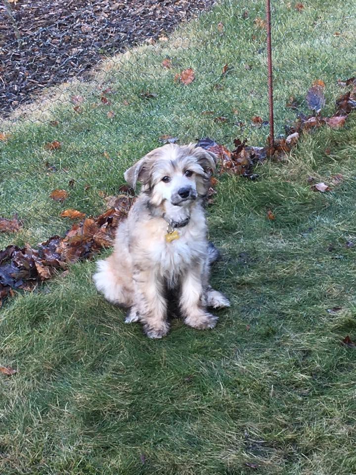 Chinese crested powder puff Kato billede 6