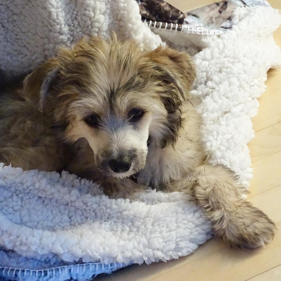 Chinese crested powder puff Kato billede 8