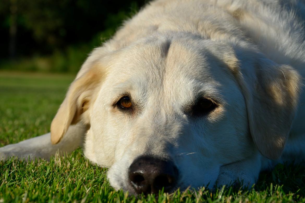 Blanding af racer Fnug billede 17