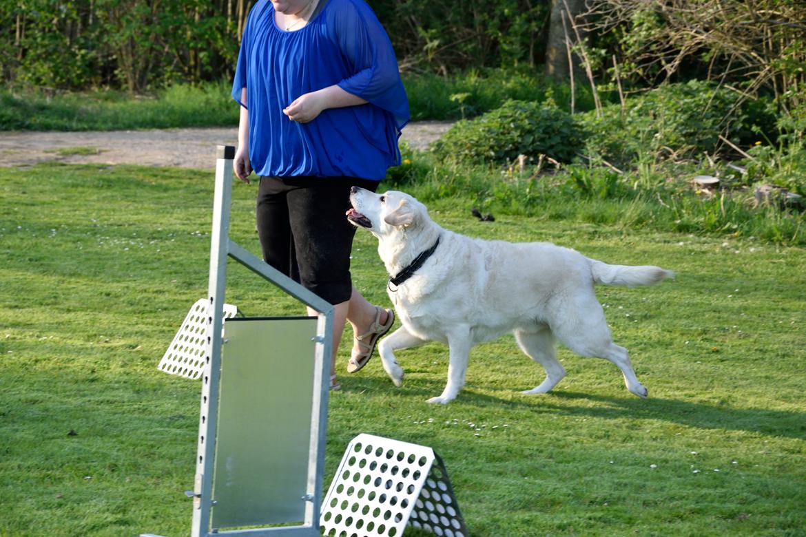 Blanding af racer Fnug billede 18