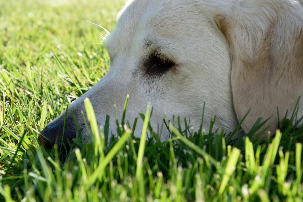 Blanding af racer Fnug billede 19