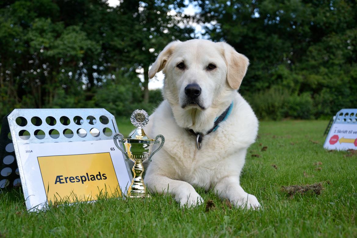 Blanding af racer Fnug billede 20