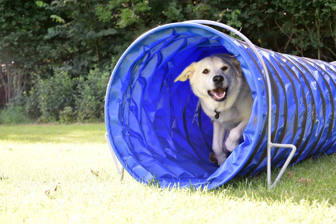 Blanding af racer Fnug billede 22