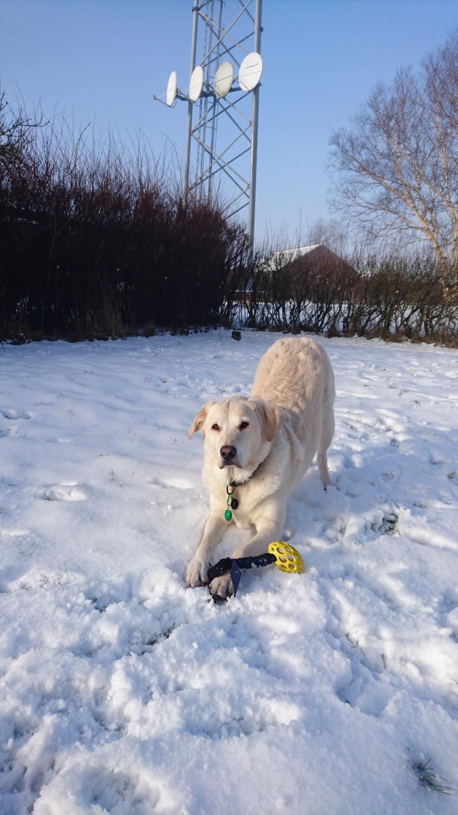 Blanding af racer Fnug billede 21