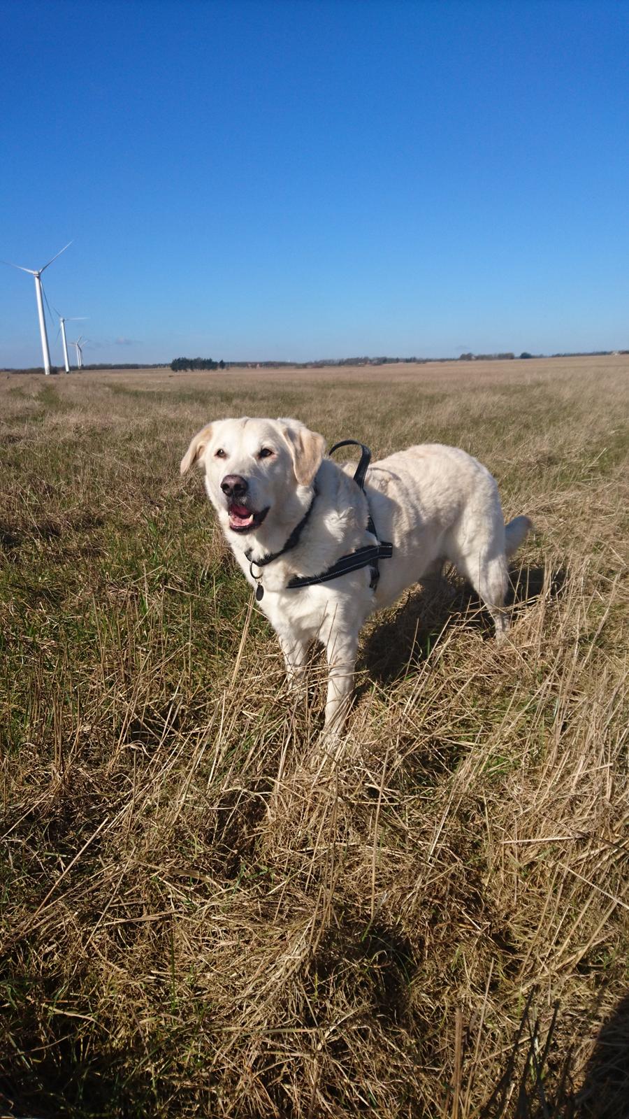 Blanding af racer Fnug billede 25