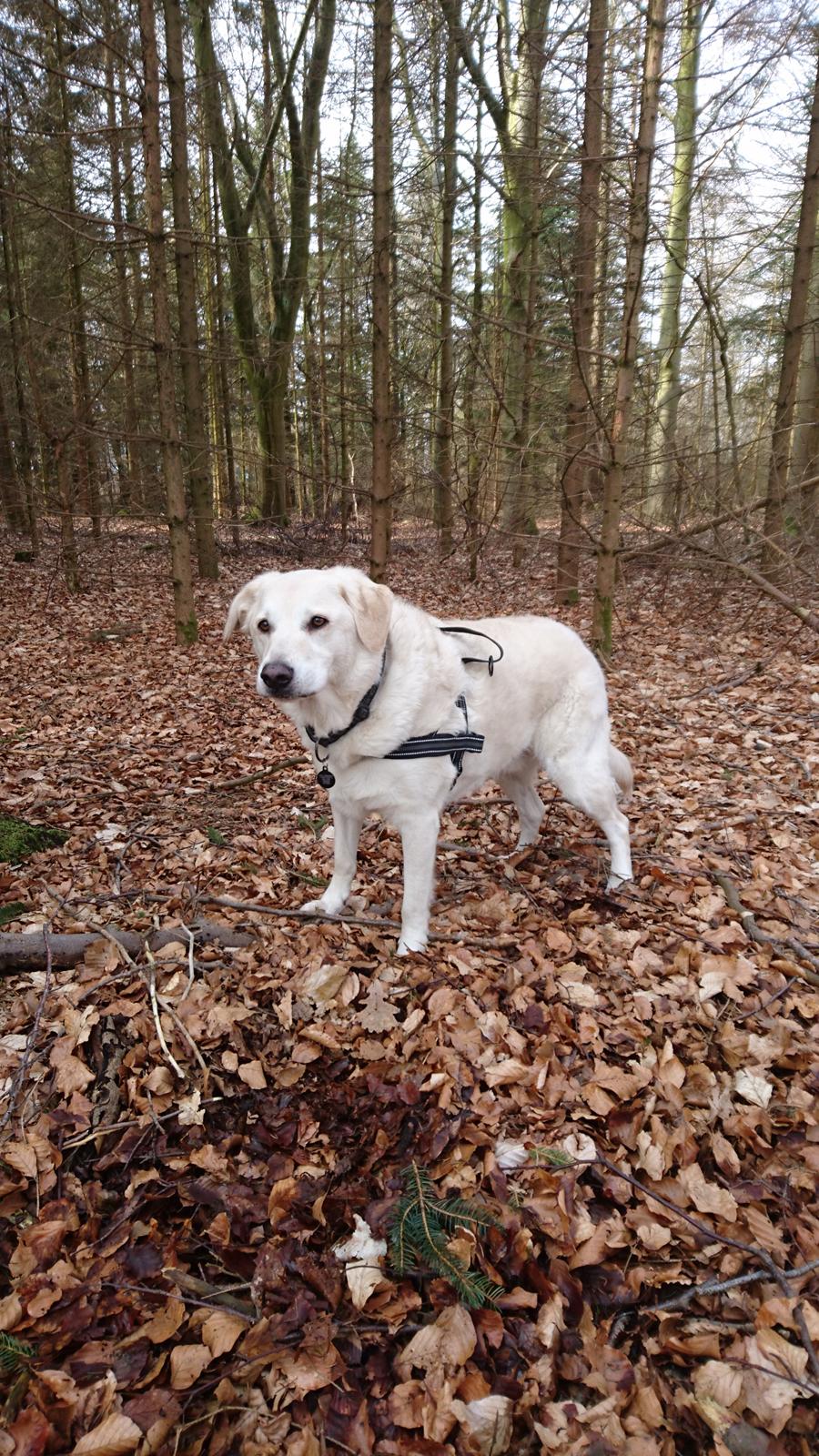 Blanding af racer Fnug billede 29