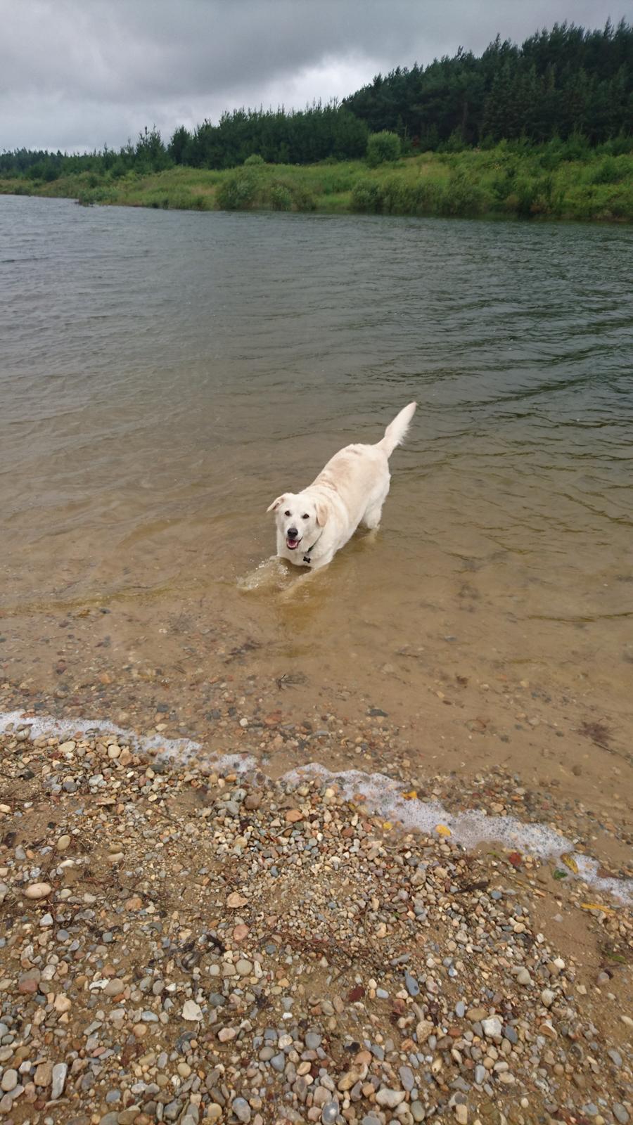 Blanding af racer Fnug billede 26