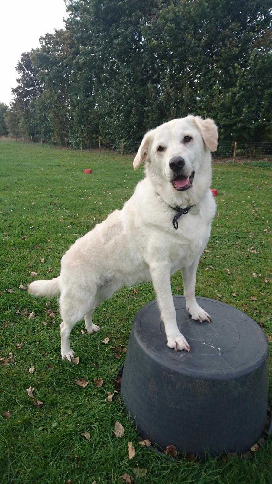 Blanding af racer Fnug billede 27