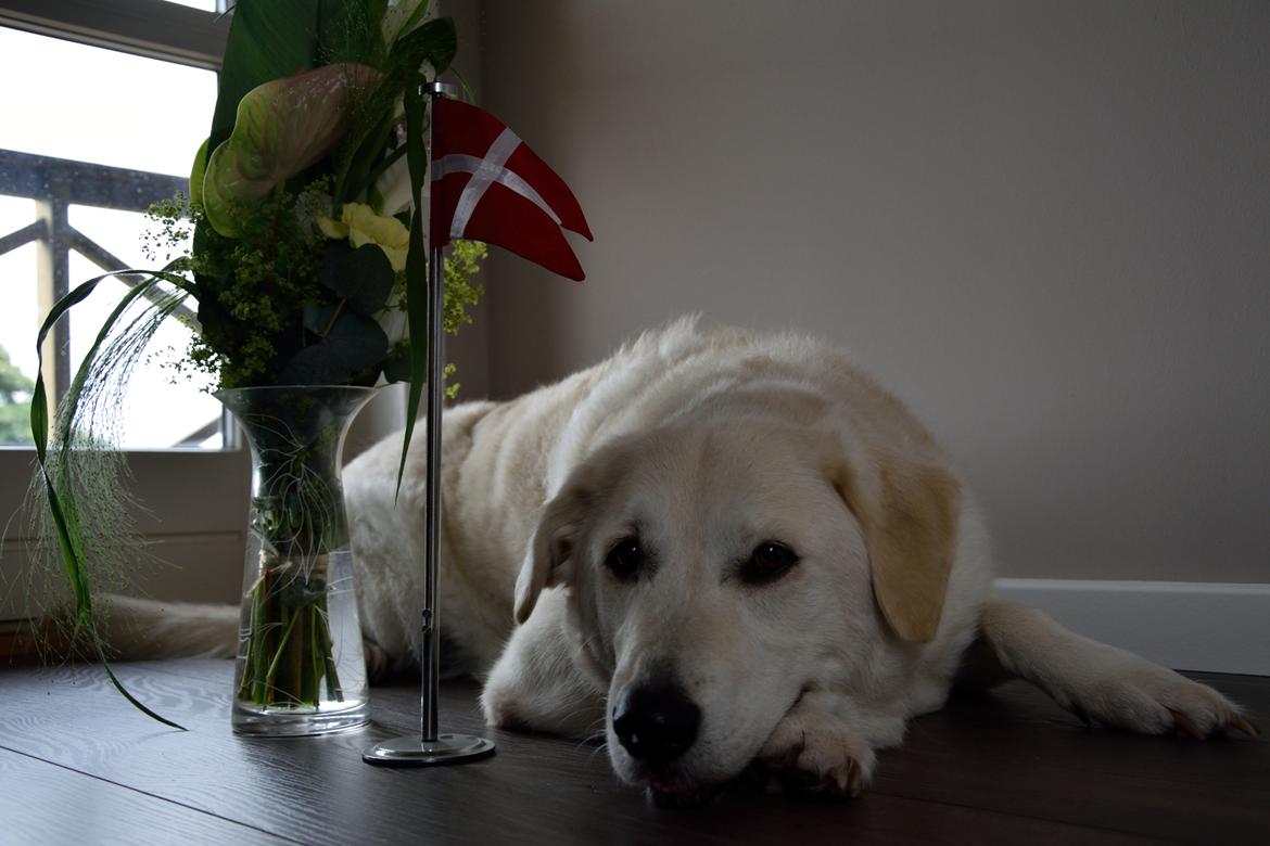 Blanding af racer Fnug billede 28