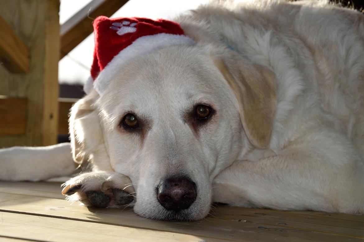 Blanding af racer Fnug billede 30