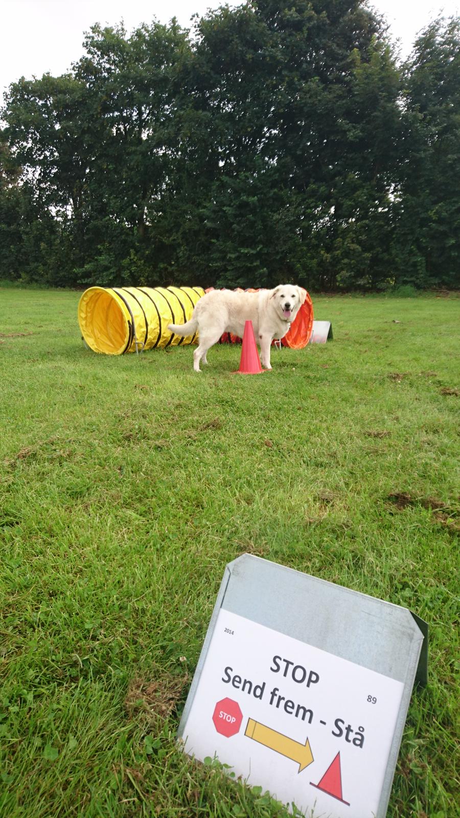 Blanding af racer Fnug billede 23