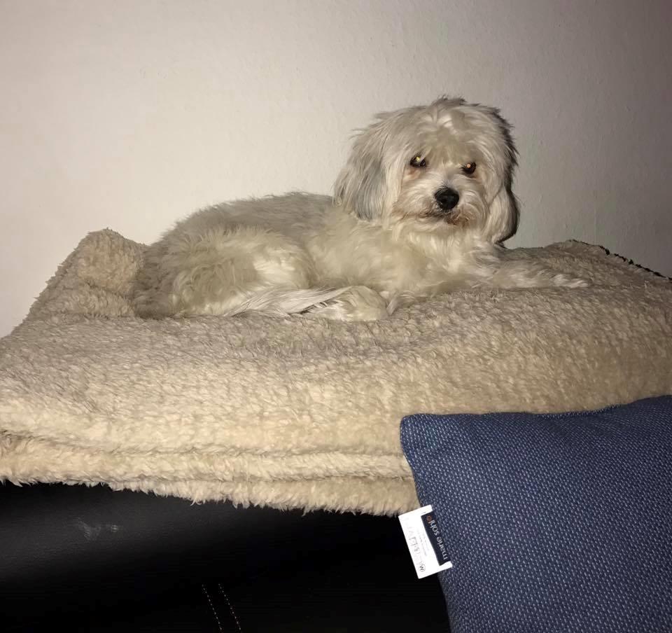 Coton de tulear King - Kings mor Lilah billede 49