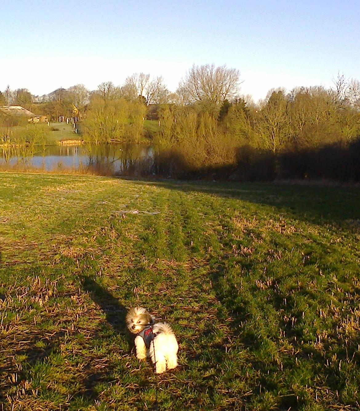 Coton de tulear King billede 32