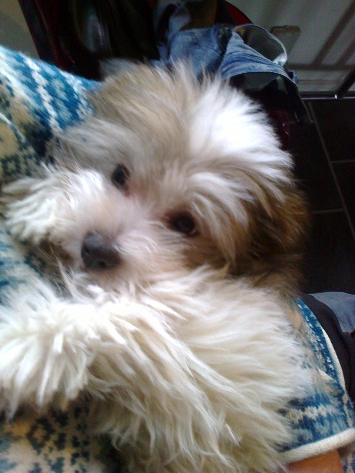 Coton de tulear King - "Mors baby" billede 31