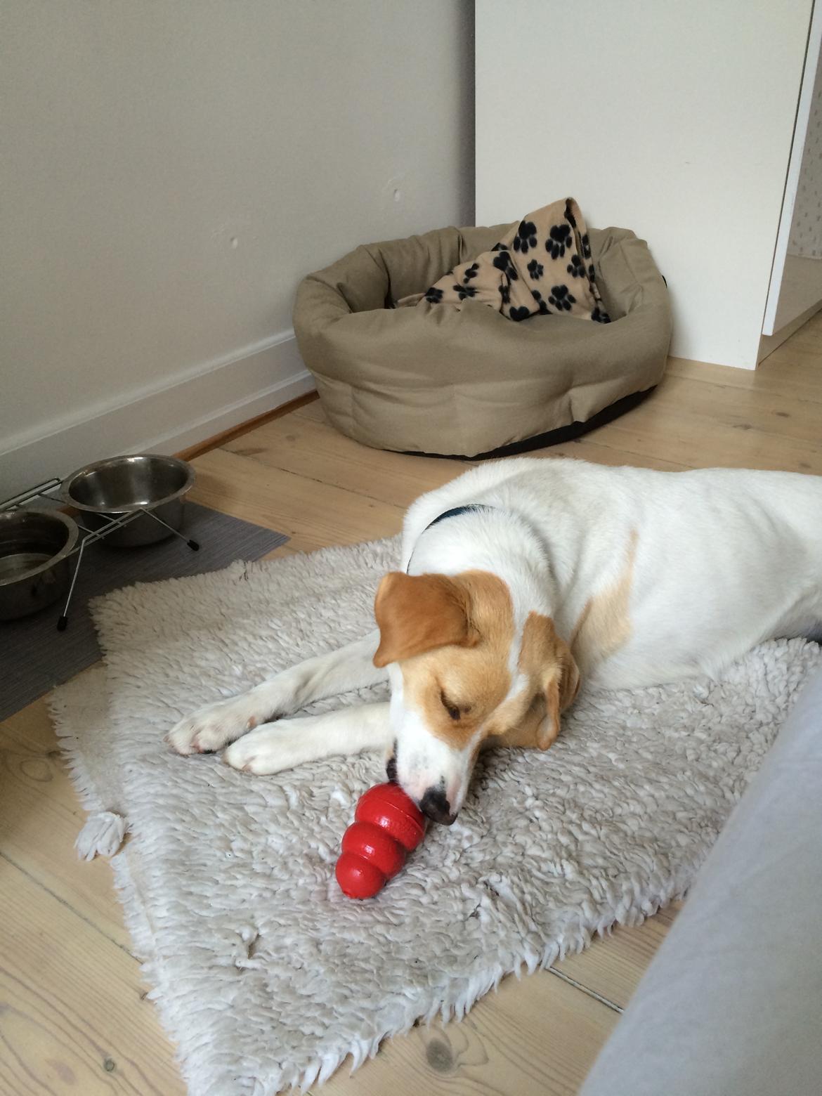 Blanding af racer Wilma billede 2