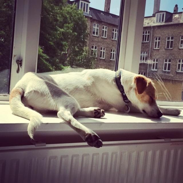 Blanding af racer Wilma billede 6