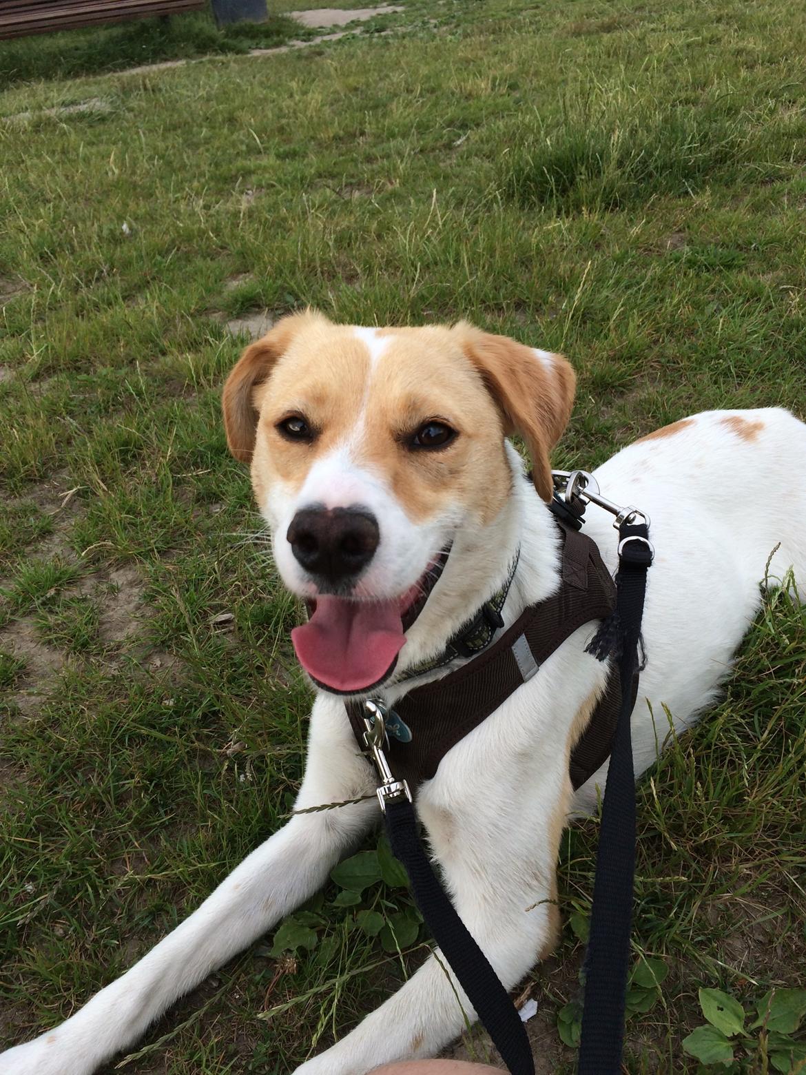 Blanding af racer Wilma billede 7