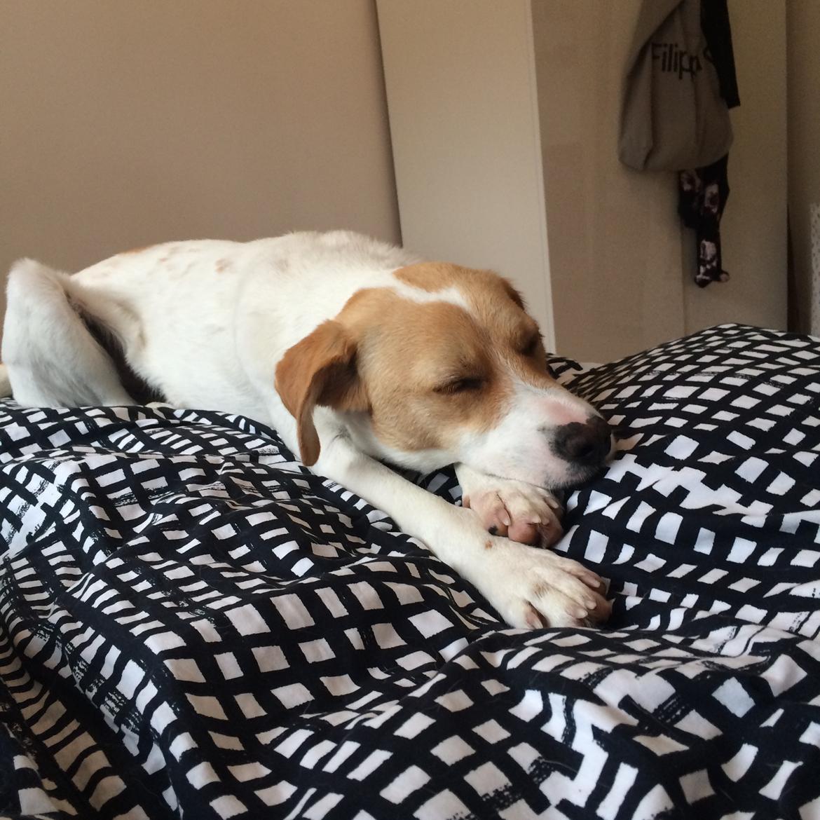 Blanding af racer Wilma billede 3