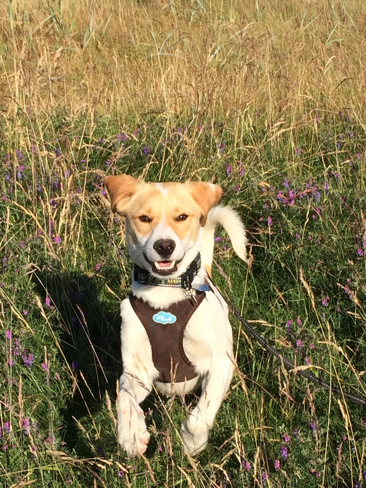 Blanding af racer Wilma billede 5