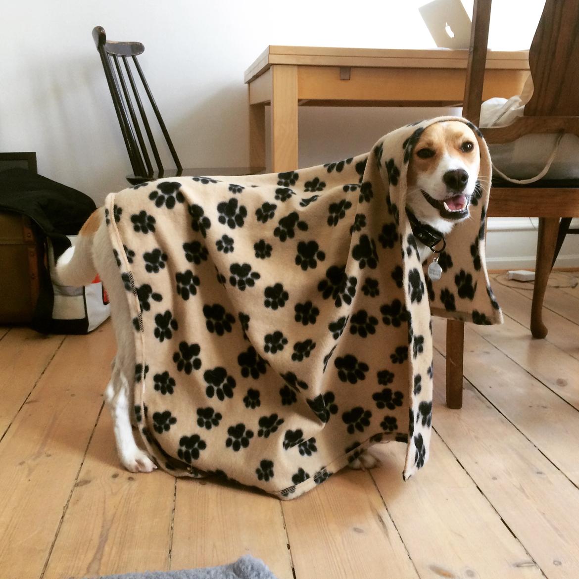 Blanding af racer Wilma billede 9