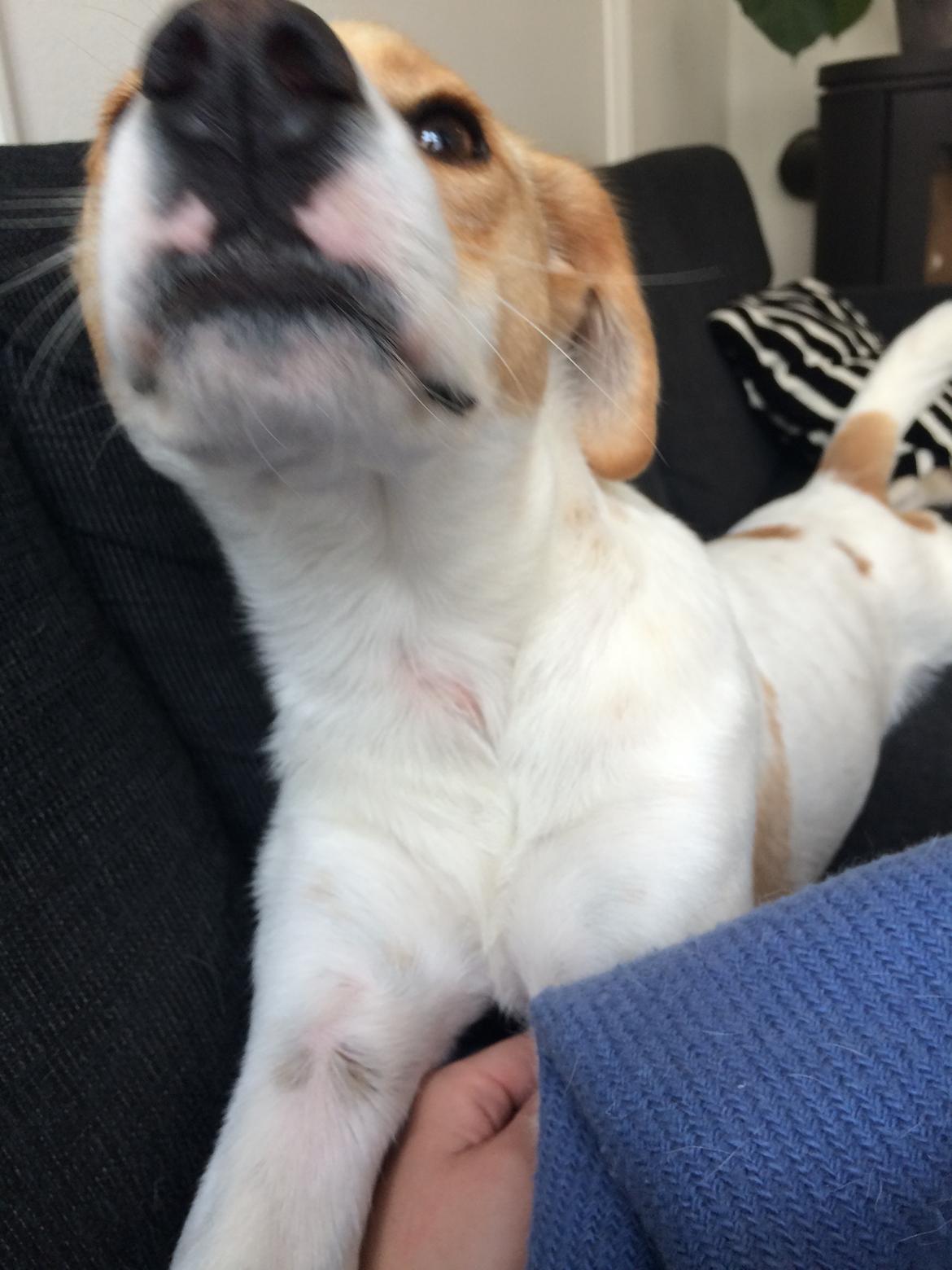 Blanding af racer Wilma billede 10