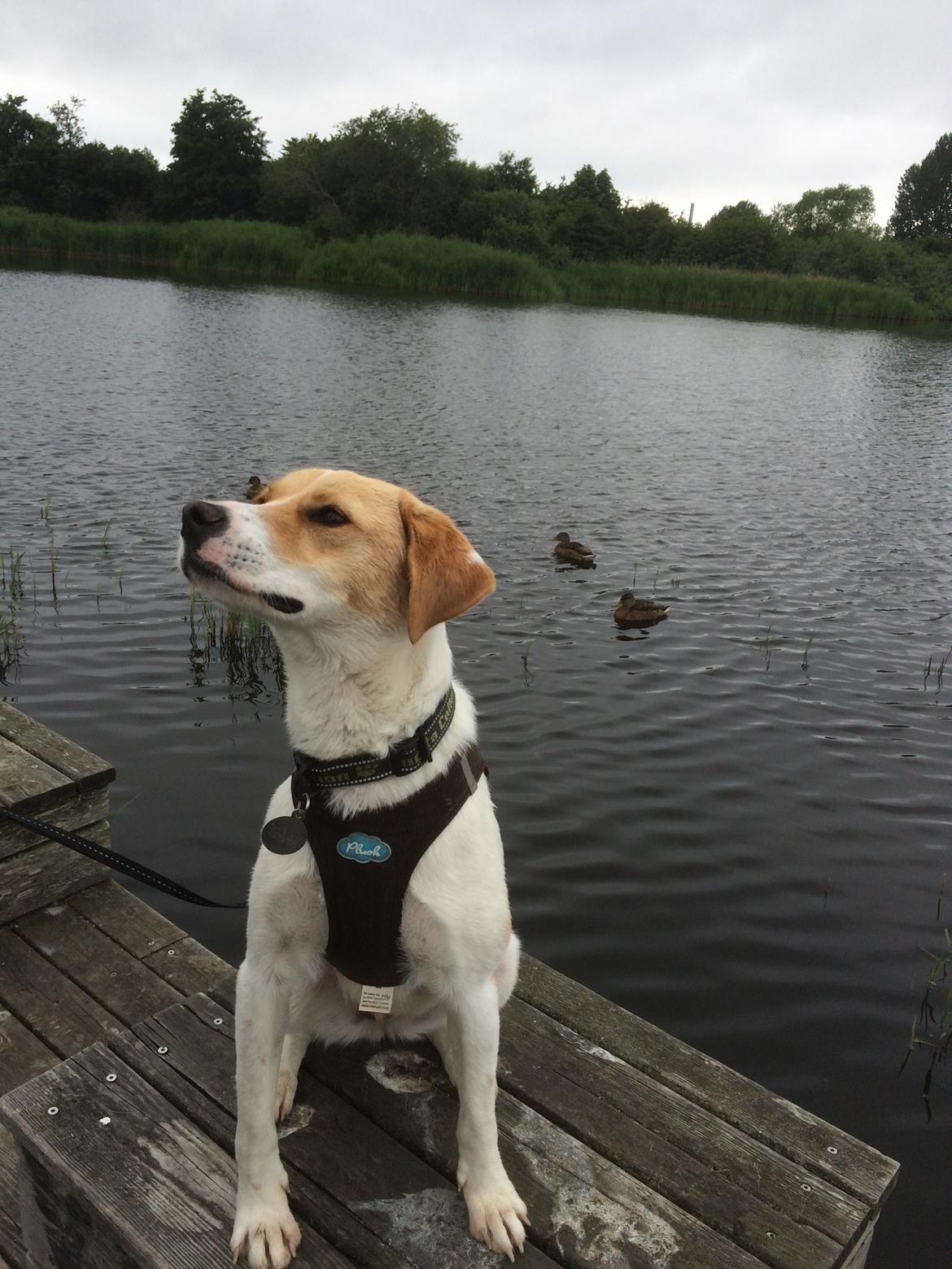 Blanding af racer Wilma billede 8