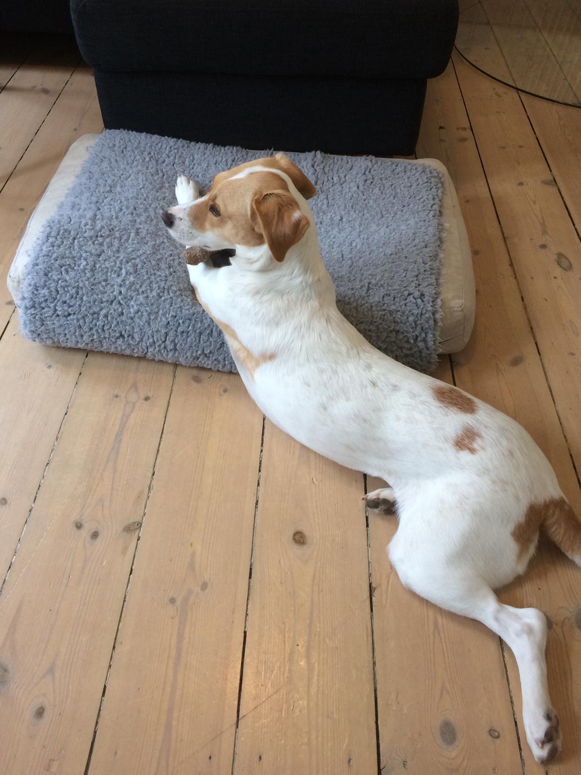 Blanding af racer Wilma billede 12