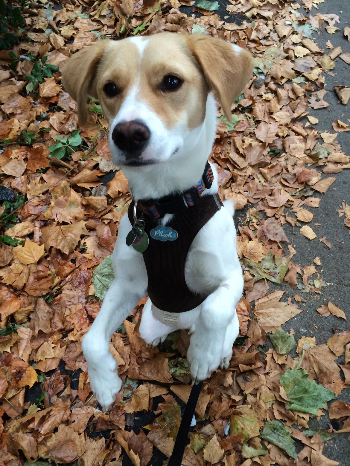 Blanding af racer Wilma billede 4