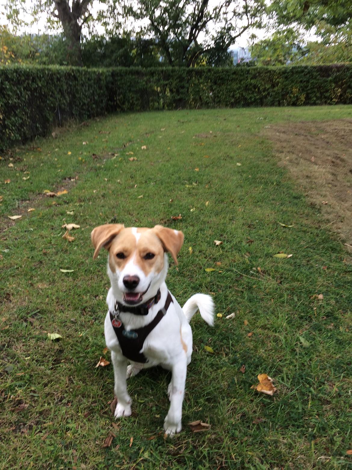 Blanding af racer Wilma billede 13