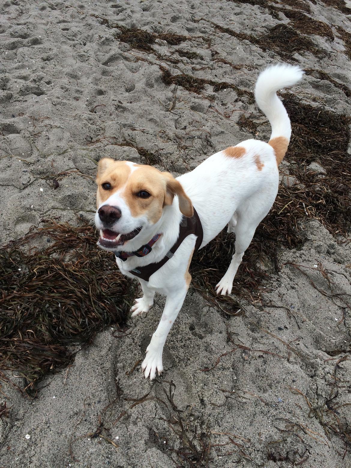 Blanding af racer Wilma billede 1