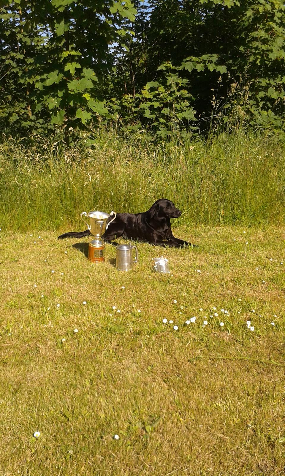 Labrador retriever Høstemark Pixie (Trine) billede 1