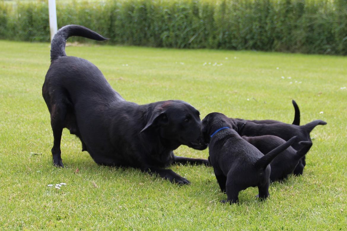 Labrador retriever Høstemark Pixie (Trine) - Se her alle mand...sådan leger man :-) billede 2
