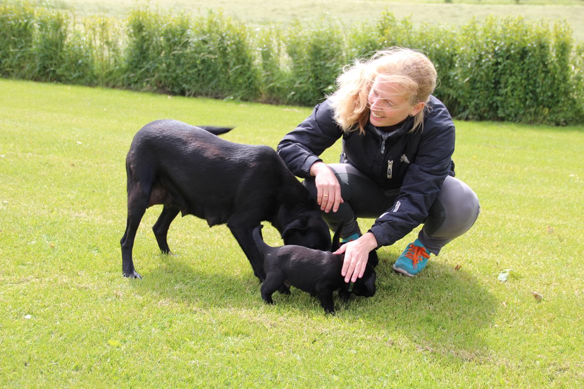 Labrador retriever Høstemark Pixie (Trine) - knus elsker den dejlige hund billede 5