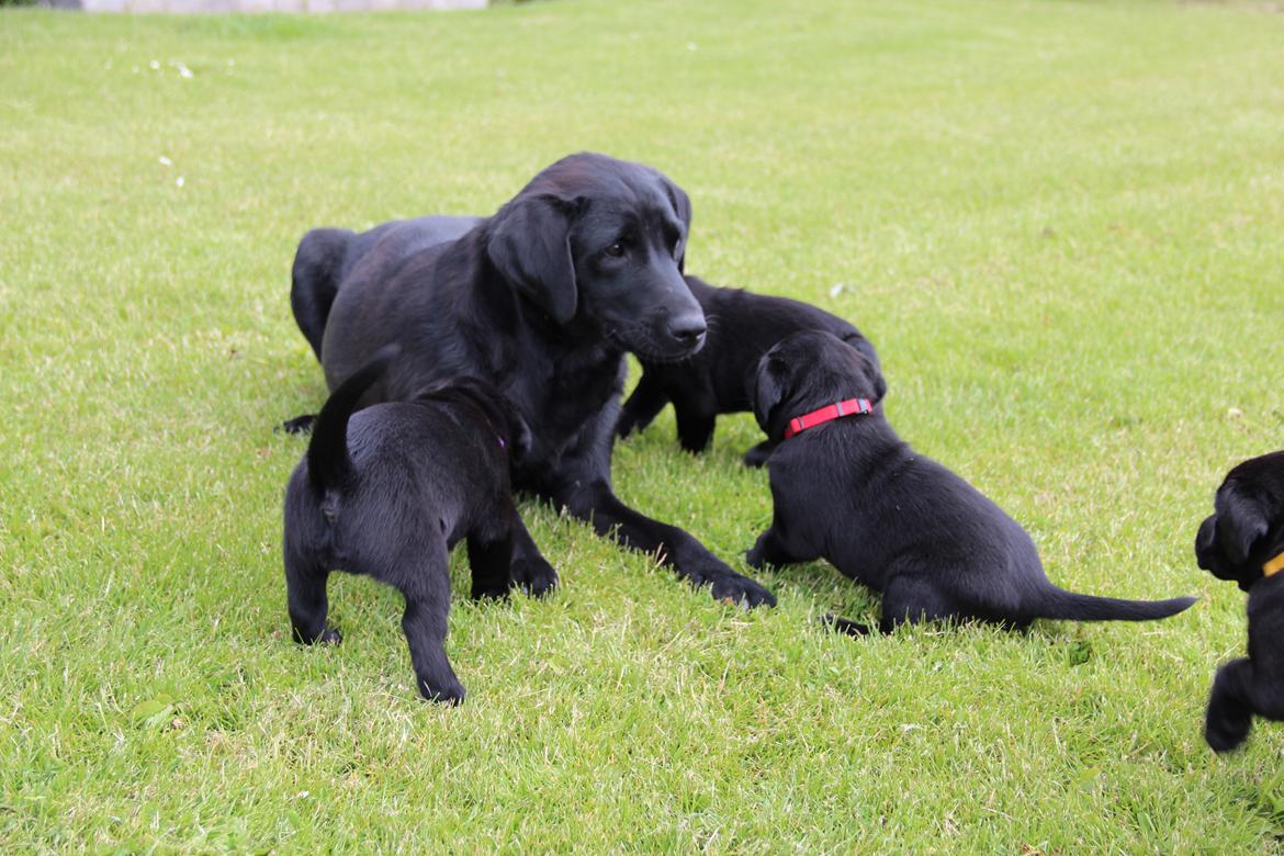 Labrador retriever Høstemark Pixie (Trine) - Altså hvorfor hører du aldrig efter lille pige? billede 6